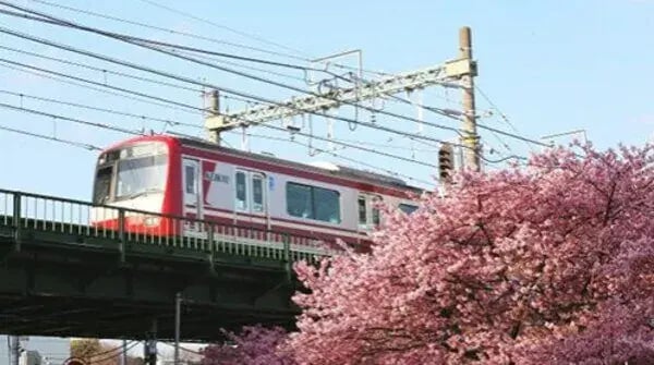訪日外国人観光客向けキャンペーン事例：三浦海岸＆横浜･大岡川 桜キャンペーン