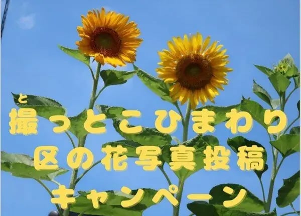 フォトコンテスト事例（ブランド認知度向上・PR型）：名古屋市南区役所　撮っとこひまわり －区の花写真投稿キャンペーン－